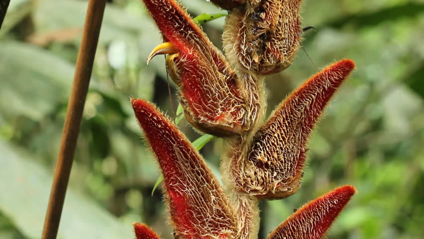 Heliconia velligera, a rainforest understory plant in flower. In the Ecuadorian Upper Amazon, Napo Province