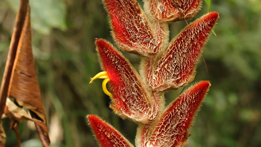 Heliconia velligera, a rainforest understory plant in flower. In the Ecuadorian Upper Amazon, Napo Province