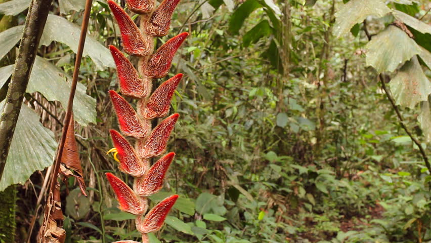 Heliconia velligera, a rainforest understory plant in flower. In the Ecuadorian Upper Amazon, Napo Province