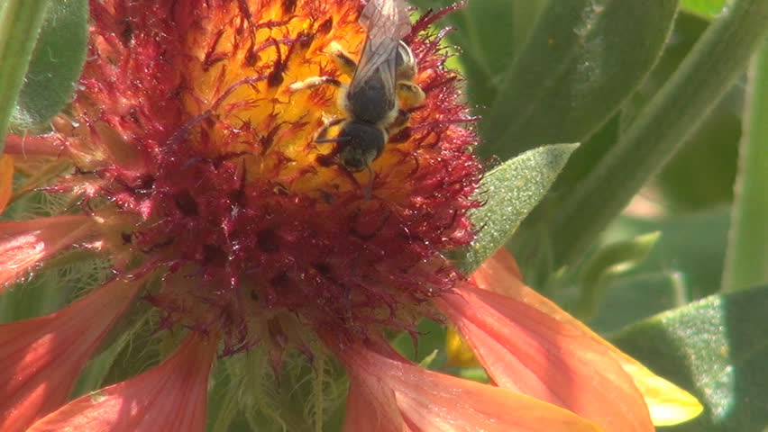 Bee Pollinating a Flower, Macro