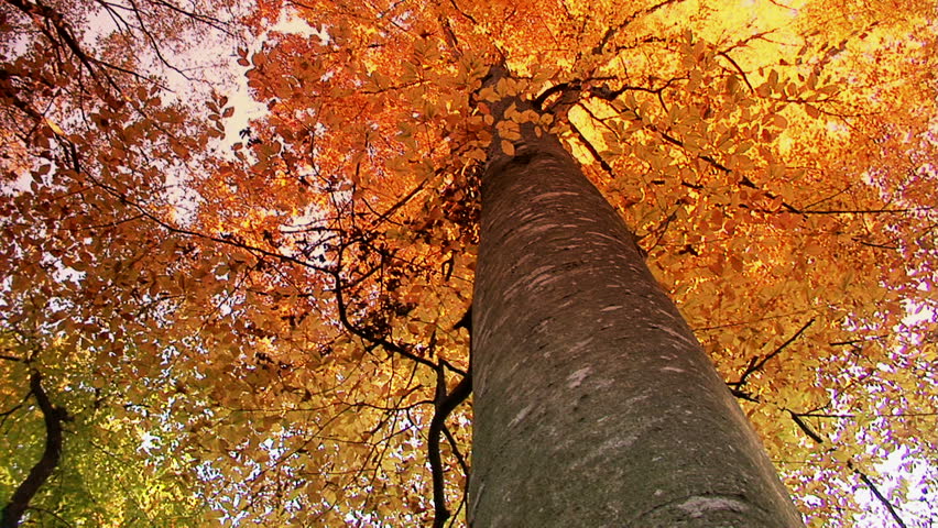 Beech forest in autumn.Footage shot with grad sunset filter./
Autumn forest
