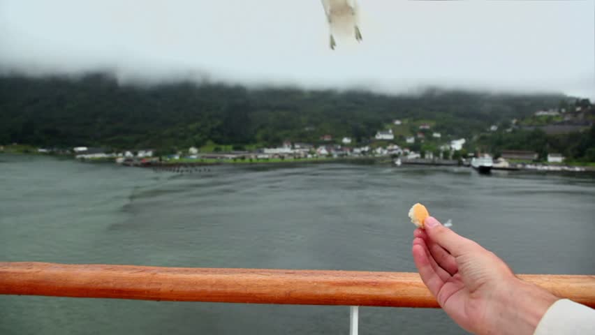 Hand hold piece of bread and gull flies to take it near village on shore
