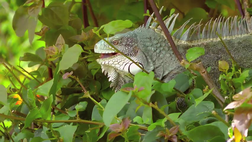 Iguana on the Caribbean