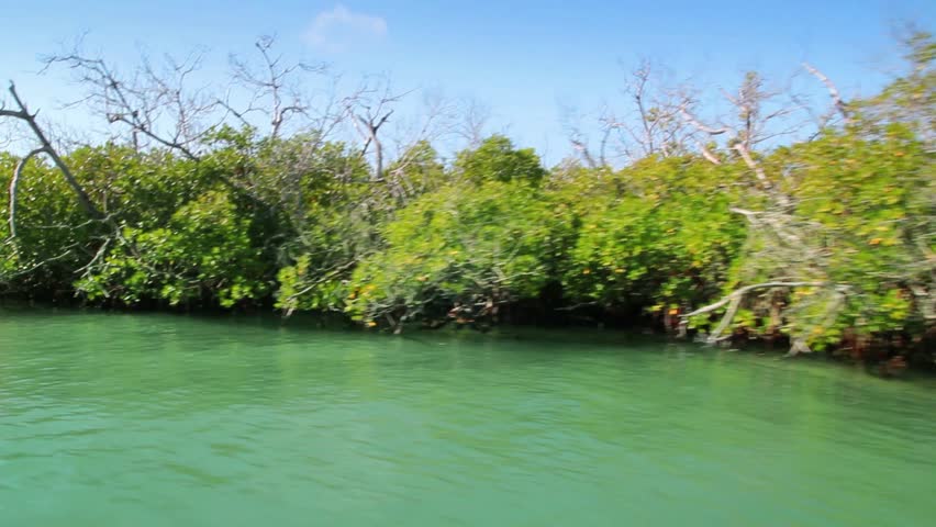 Cancun Mayan riviera Nichupte lagoon with mangrove view in a moving boat in Mexico