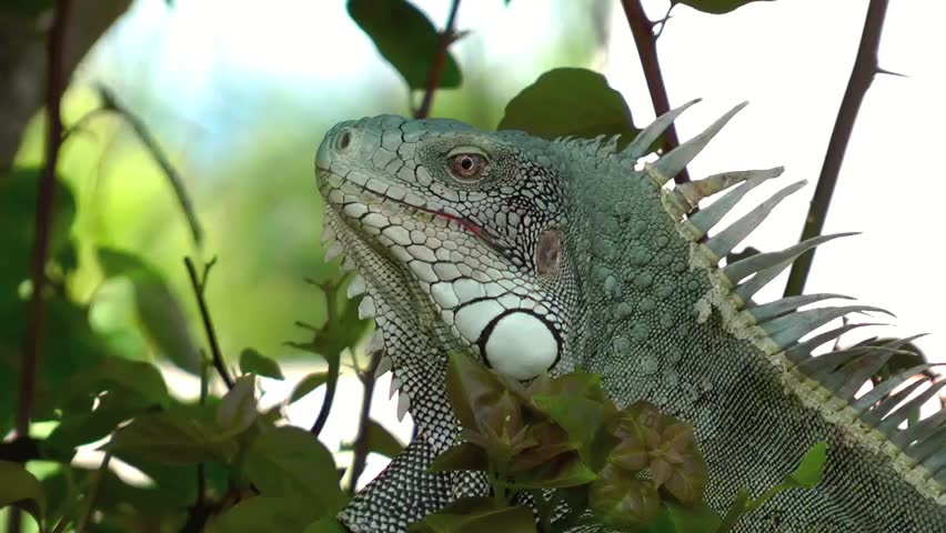 Iguana in a tree