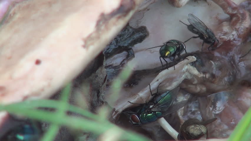 Disgusting Flies on the Rotten Head of a Dog 