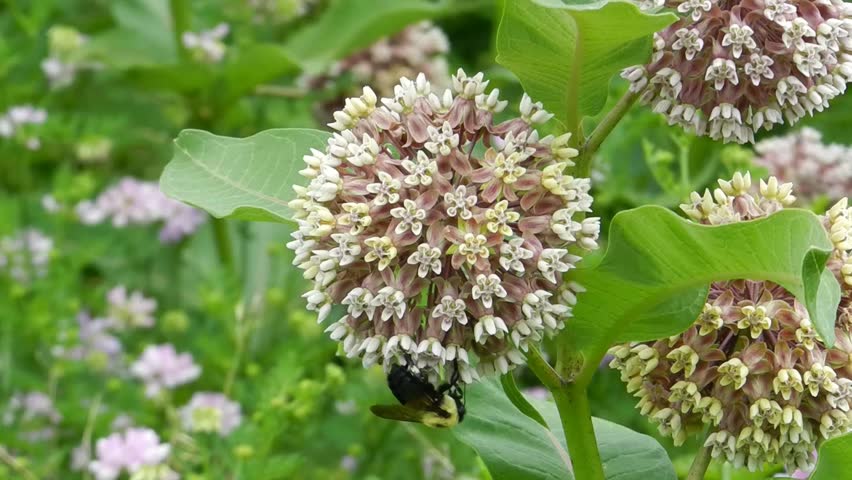 bumble bee on the flowers