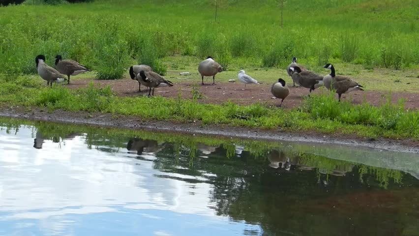 wild geese