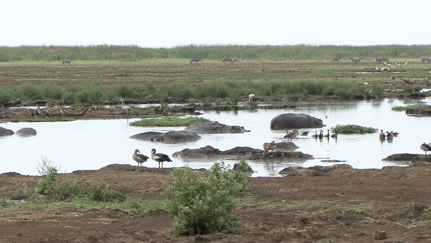 A scenic view of Hippopotamus with many species of birds and background Zebra in Tanzania, Africa. 