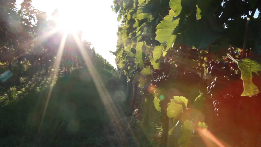 Blaufrankisch grapes on a vine in Burgenland, Austria