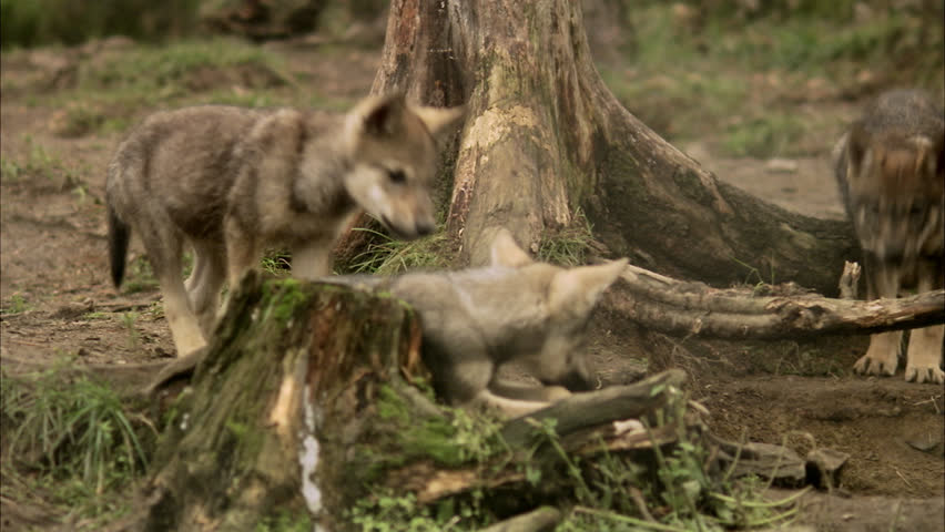Wolf cubs at a zoo