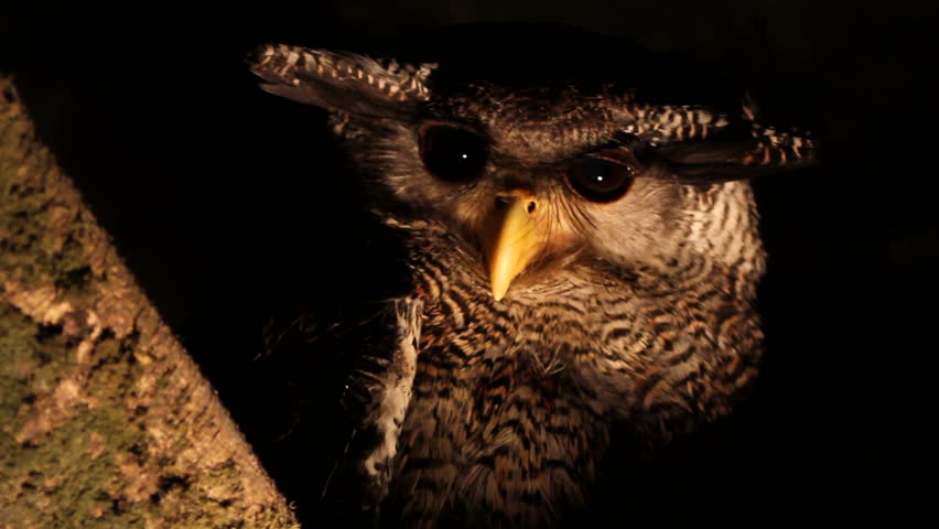 Owl, close-up