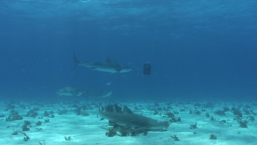 Tiger Shark