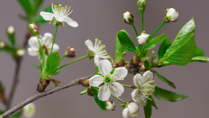 Cherry flowers blossoming time-lapse - macro blossom grow closeup - Closeup of green twig with cherry flowers blossom on gray background