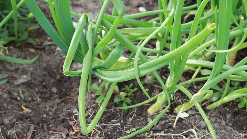 picking shallots in the garden