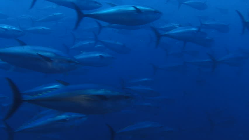 Malta, tunas.