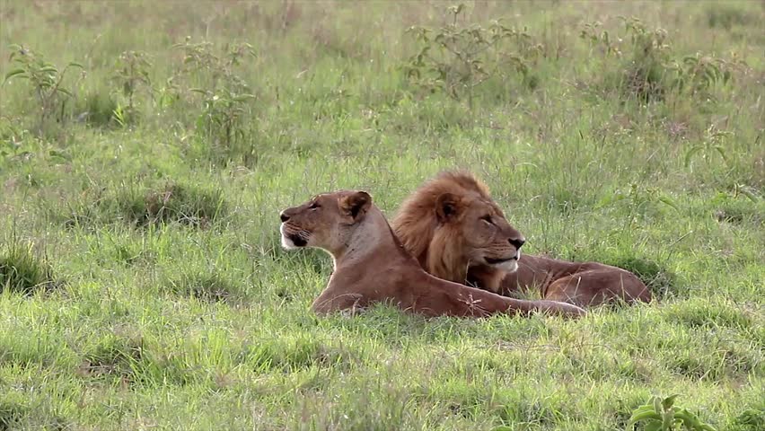 A Bonded Mating Pair of Wild Lions in Lake Nakuru, Kenya, Africa. This Male Lion and Female Lioness Spent Over Two Days with Each Other, Having Sex Repeatedly During that Time.