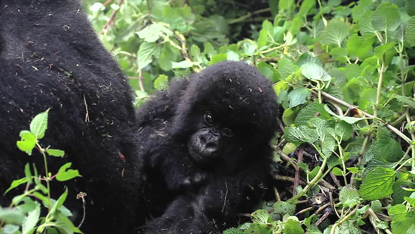 One of the most endangered animals, the Mountain Gorilla. These are the ONLY twin babies in the world! In the wilds of the Virunga Mountains, Rwanda. Part of the Susa Group, studied by Dian Fossey.