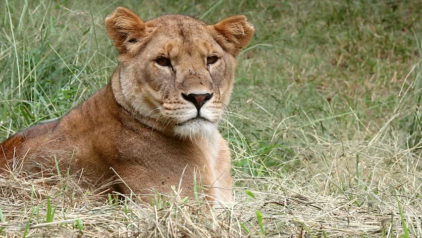 A WILD solitary (female) Lioness wakes and turns to look at the camera before going back to sleep in Kenya, Africa.  A very calm and serene behavior from this large predatory cat!
