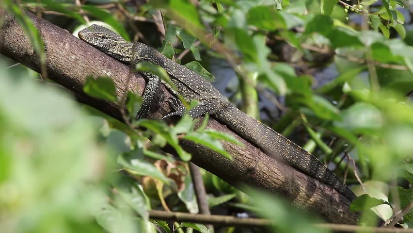 A WILD Nile Monitor (Varanus niloticus) Watches Closely Before Escaping to the Water at the Source of the Nile, Jinja, Uganda. Their excellent camouflage is apparent while the lizard basks on a limb.