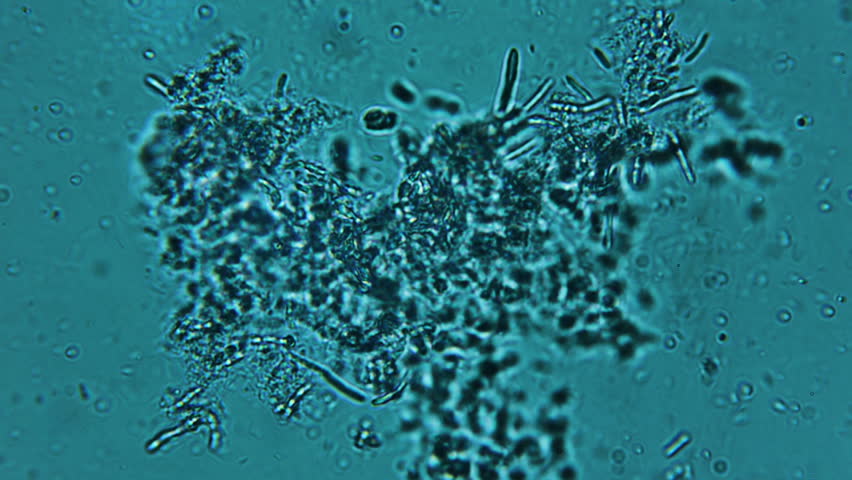Bacteria Colony Sample (HD)  800x