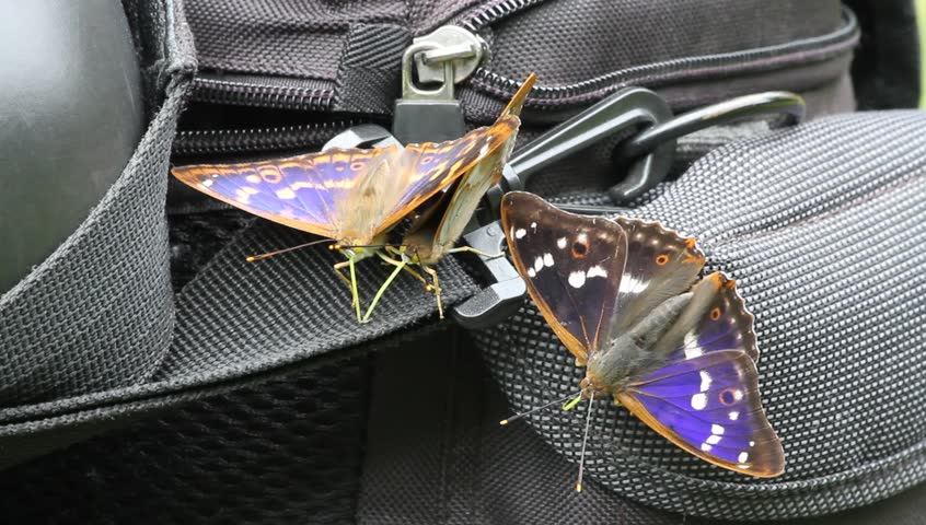Three Lesser Purple Emperors (Apatura ilia) sitting on a camera bag