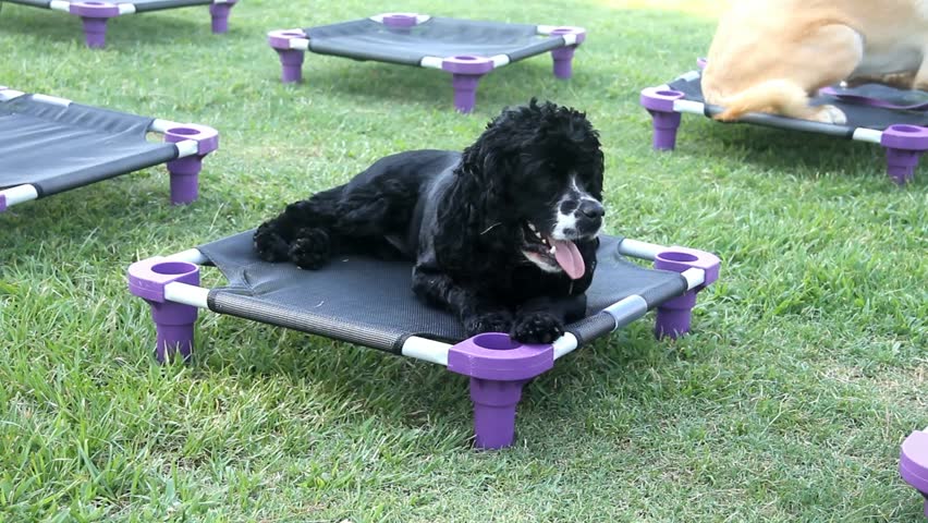 Small Black Furry Dog On Training Pad Yawns Twice
