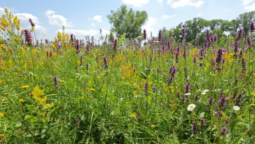 A wildflower  is a flower that grows wild, meaning it was not intentionally seeded or planted.