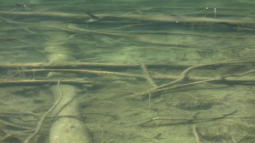 Dead trees visible below the water's surface. Kilarney Provincial Park, Ontario, Canada.