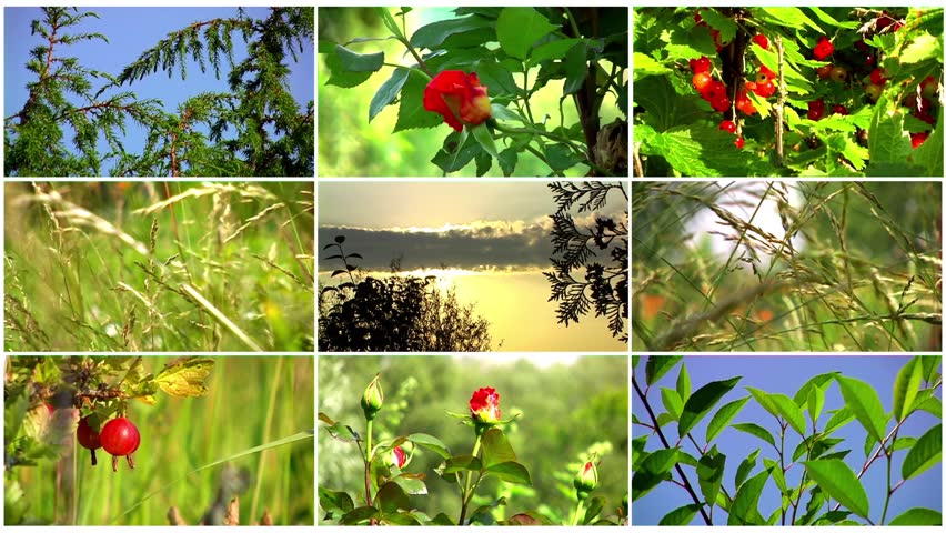 Natural collage