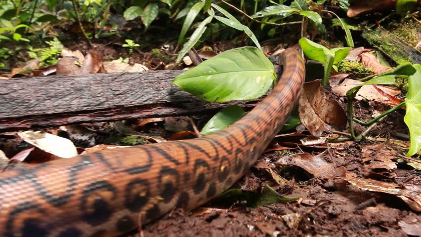 Rainbow boa (Epicrates cenchria) crawling on the rainforest floor, Ecuador