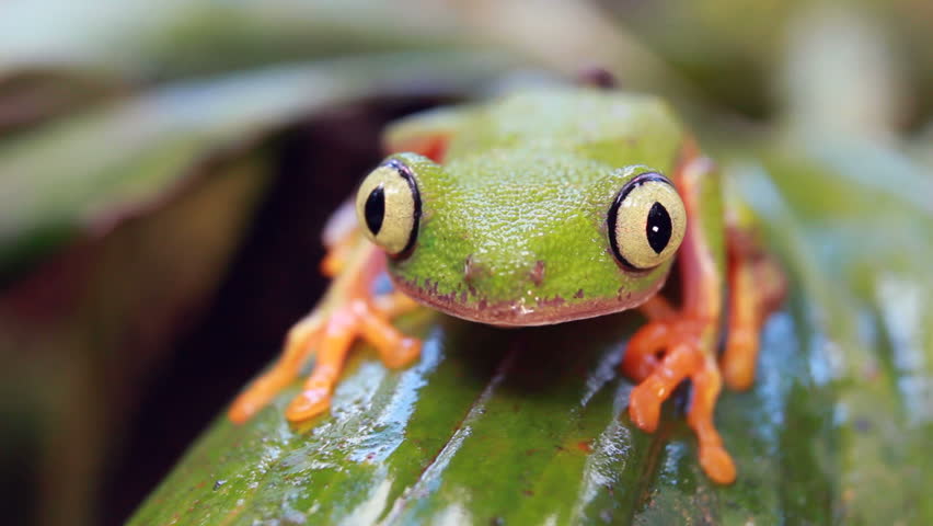 Leaf Frog (Agalychnis hulli). On a leaf in rainforest, blinks eye, Ecuador