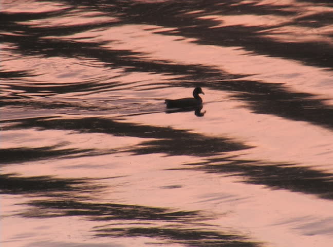 A duck enjoys a snack at sunset on the Suwannee River in Florida.
