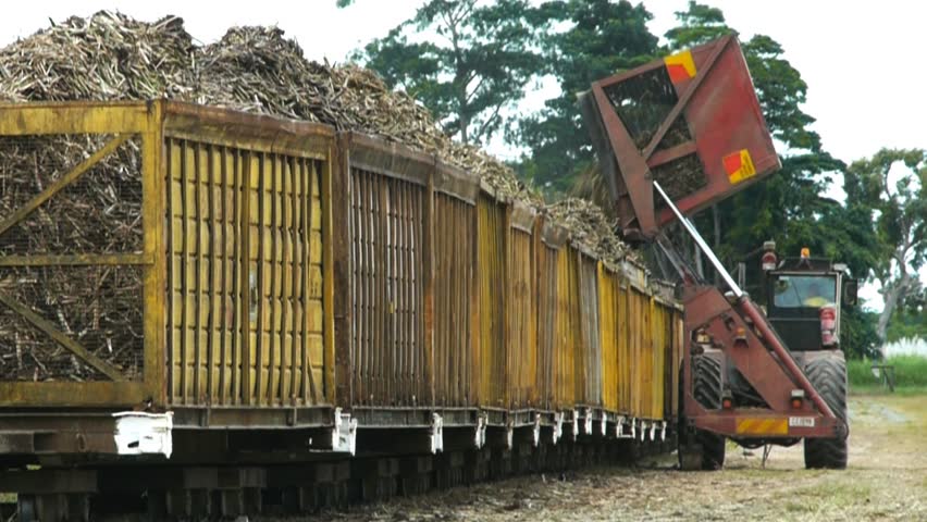 a sugar cane truck empties a load of cut cane into a bin in far north Queensland, Australia