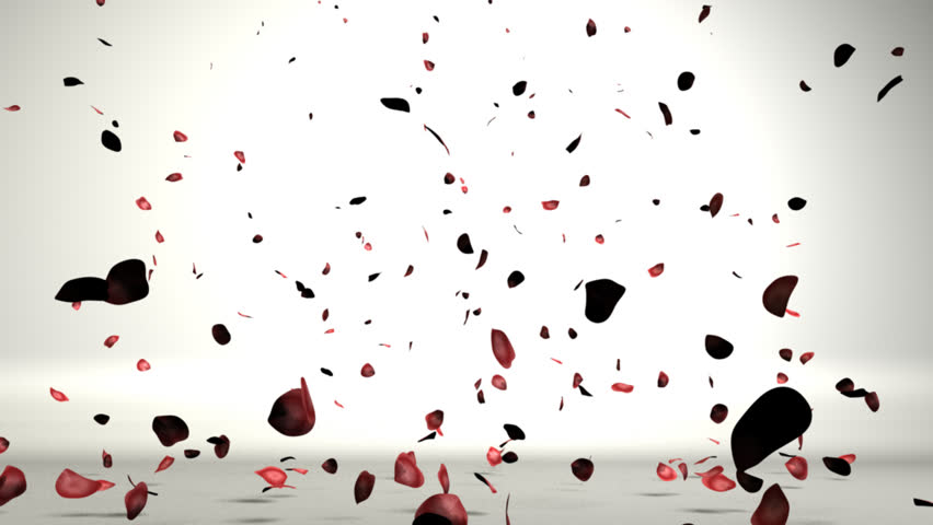  Rose petals in a white room falling on the floor,nice shadows on the ground