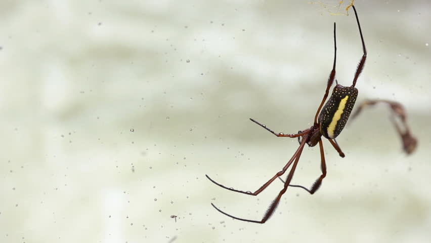 Orb web spider (Nephila sp.) overhanging a rushing river in the Ecuadorian Amazon
