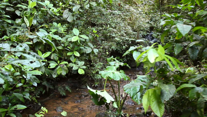 Walking along a rainforest stream to a waterfall, Ecuador