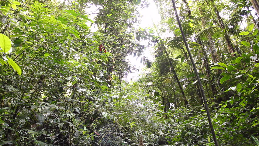 Walking along a rainforest stream to a waterfall, Ecuador