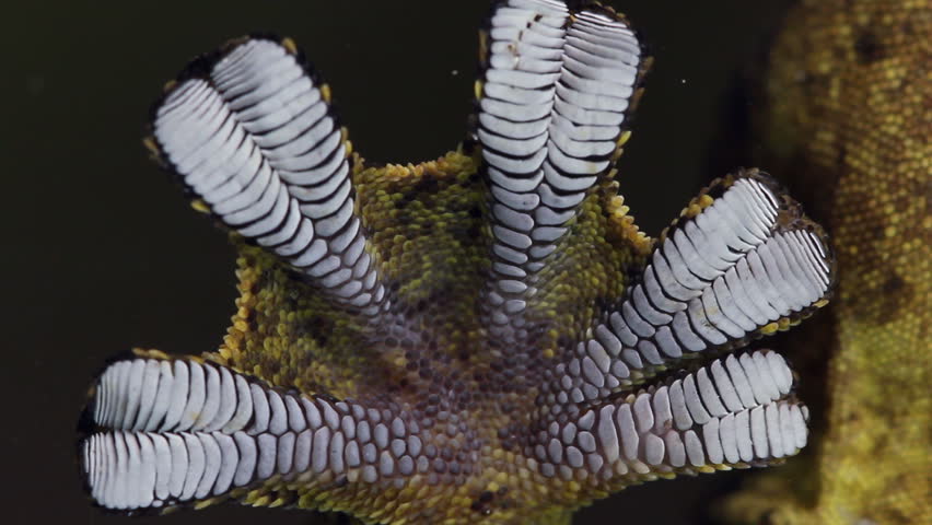 Turnip tailed gecko (Thecadactylus solimoensis) Underside of sticky feet viewed while climbing on glass