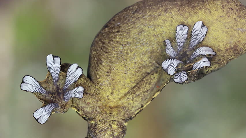 Turnip tailed gecko (Thecadactylus solimoensis) Underside of sticky feet viewed while climbing on glass