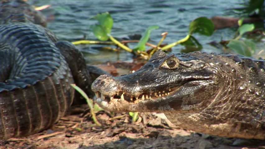 Brazil: Fauna of Amazon river region - crocodile

