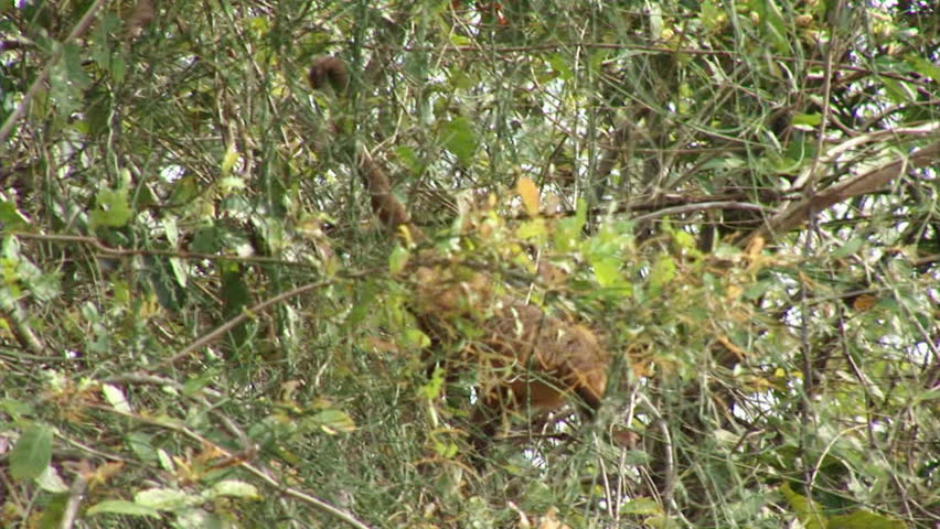 Brazil: Amazon river region fauna: monkeys running on a trees
