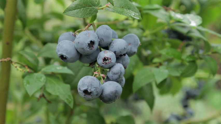 Man picking ripe blueberries