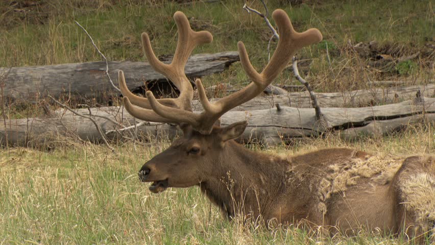 Bull elk with huge fuzzy antlers sitting in grassy meadow chewing