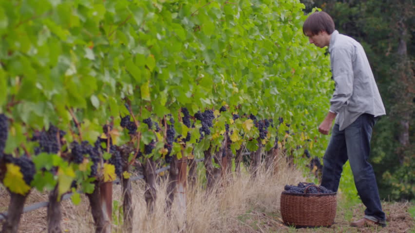 Man harvesting grapes in vineyard
