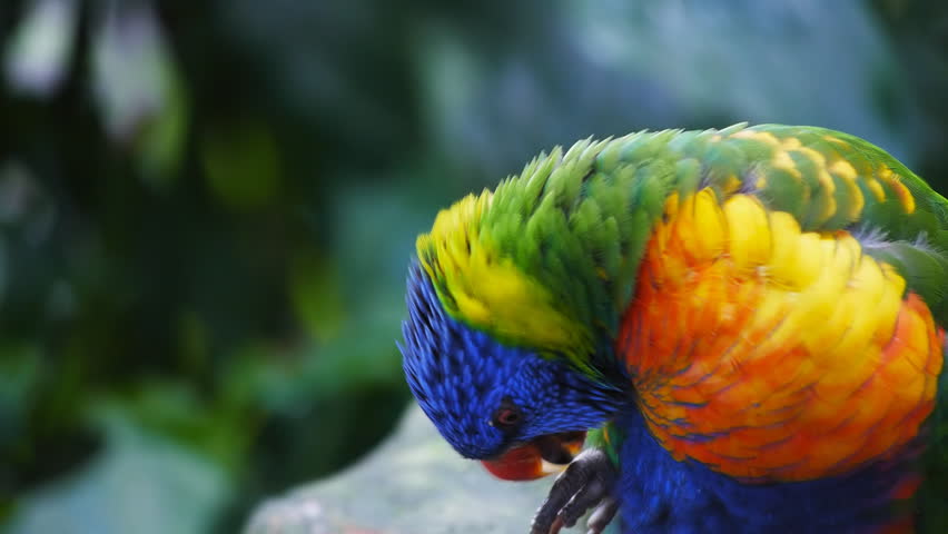 close up of an Australian rainbow lorikeet