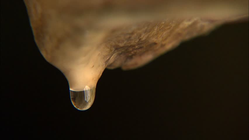 Dripping water from cave stalactite tip against dark background