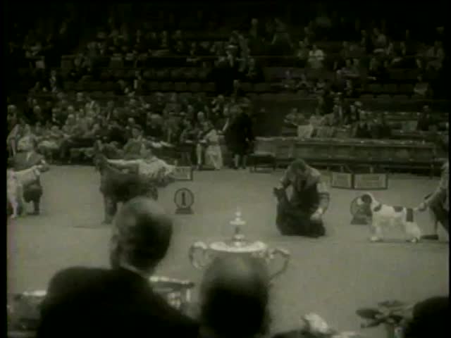 The best in breed dogs with handlers pose at Westminster Kennel Club Dog Show in Madison Square Garden, New York circa 1958 - MGM PICTURES, UNIVERSAL-INTERNATIONAL NEWSREEL, USA, filmed in 1958