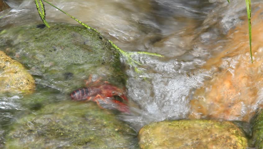 crawfish 
