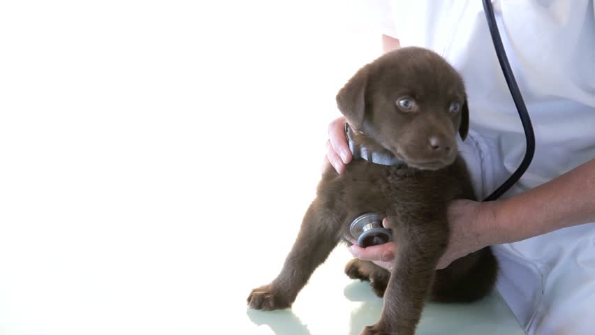 Veterinarian examining a labrador puppy